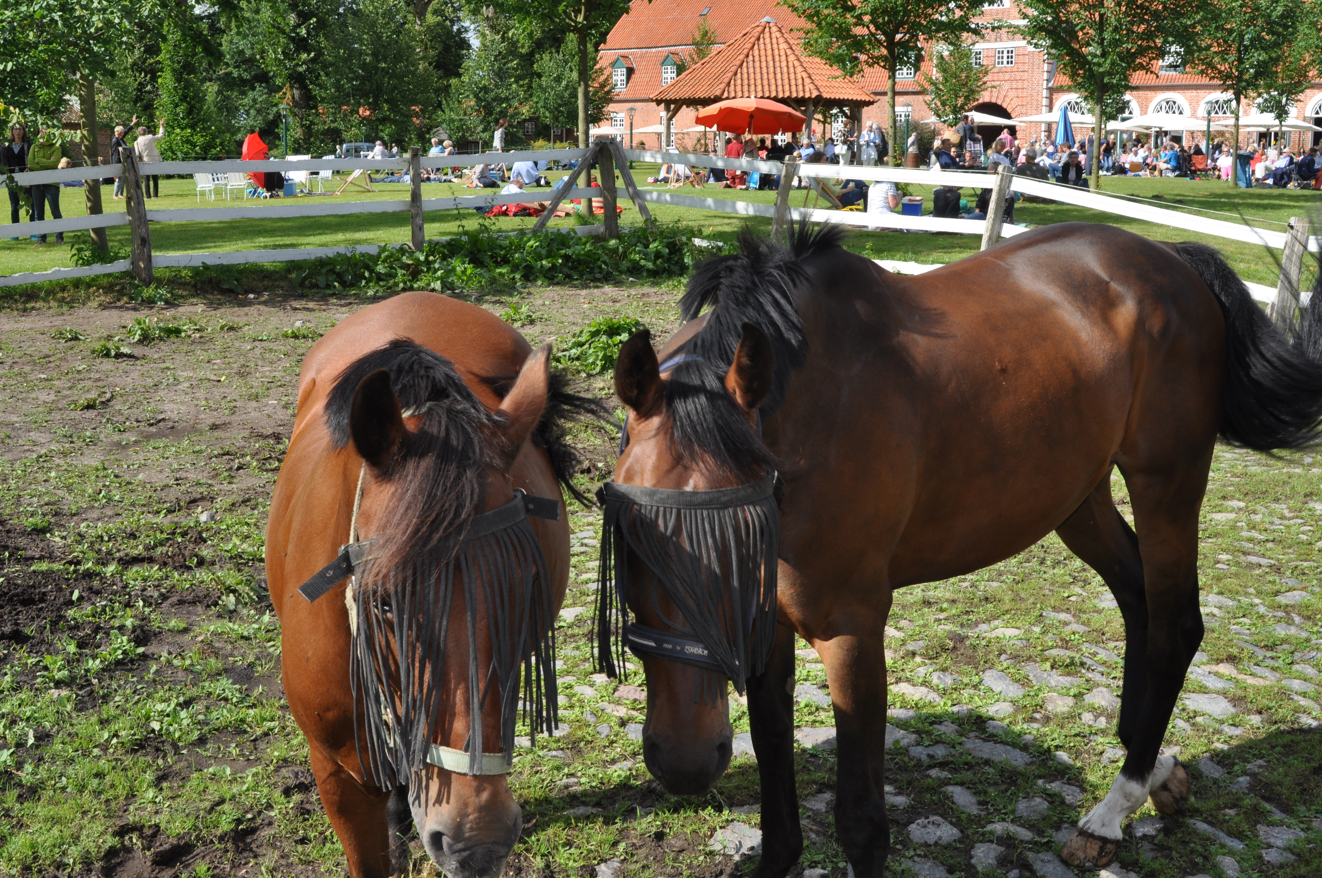 Schleswig-Holstein Musik Festival Pronstorf Pferde