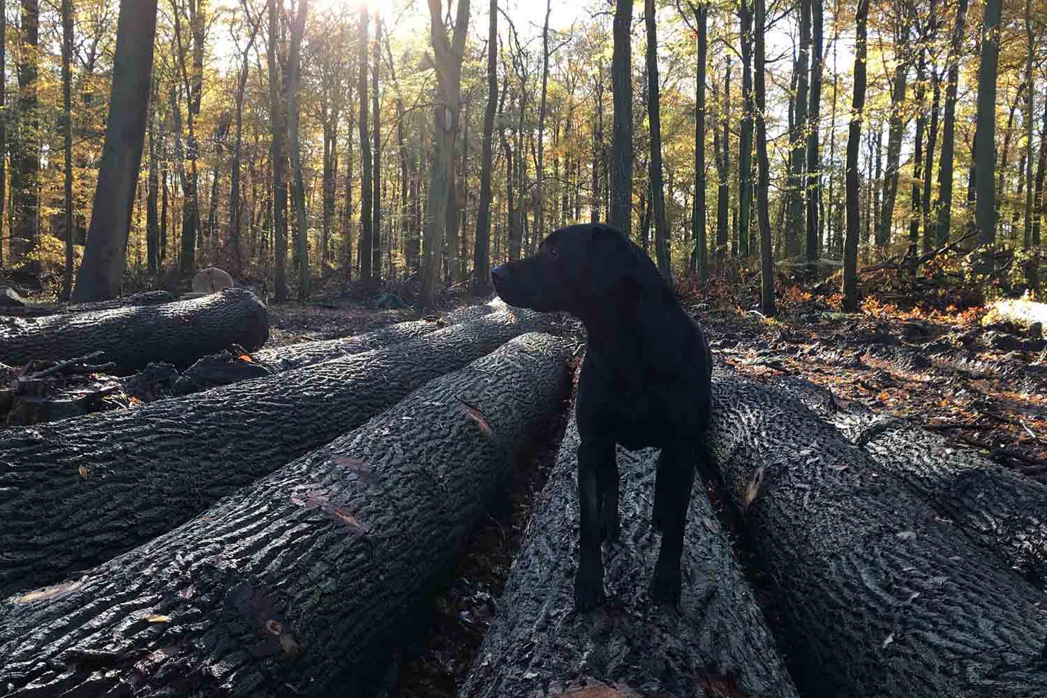 Wald und gefällte Baumstämme in den Pronstorfer Forsten