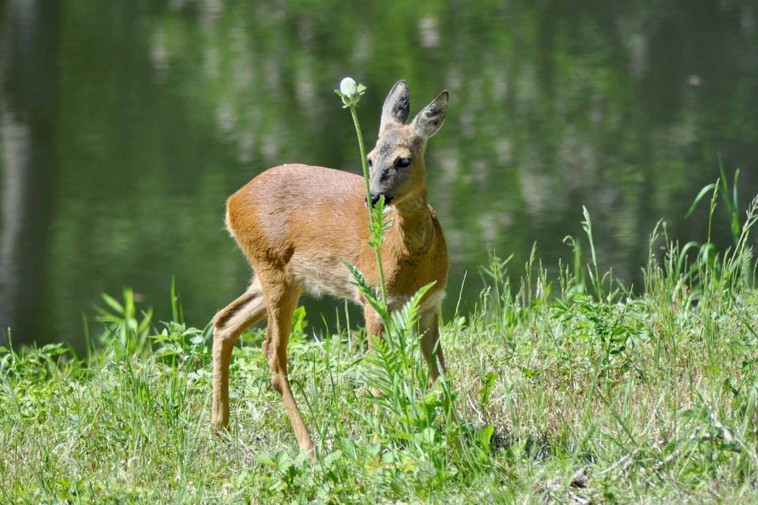 Reh am Waldrand im Grünen